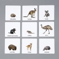 Różowa_Wieża_Karty_edukacyjne_Zwierzęta_Australii_memory