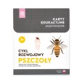 Różowa_Wieża_Karty_edukacyjne_Cykl_rozwojowy_pszczoły