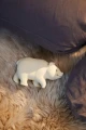 Filibabba_Gryzak_sensoryczny_Niedźwiedź_polarny_Polly